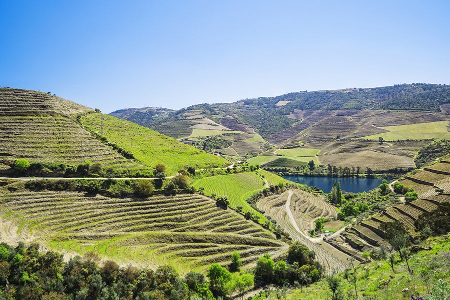 Douro Valley Vineyards