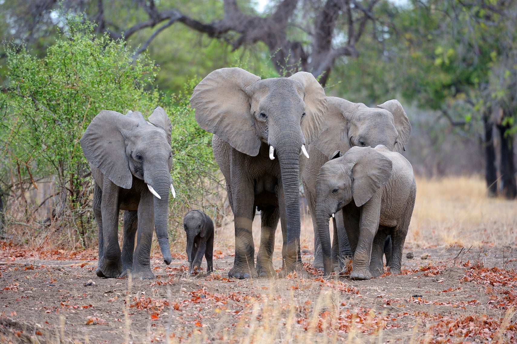 Elephants