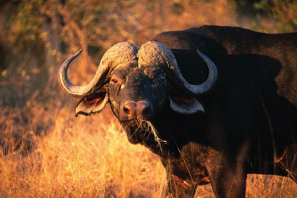 Water Buffalo