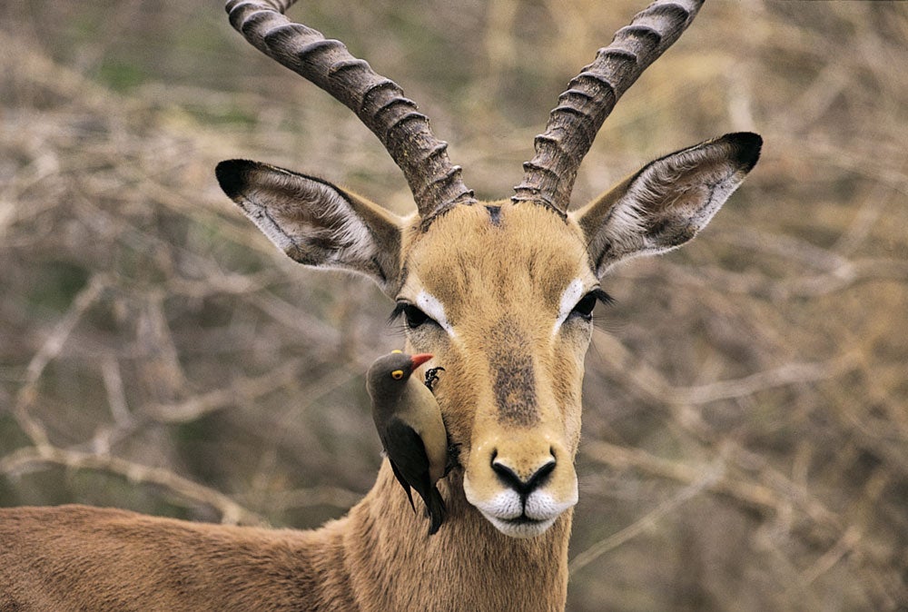 Impala with Bird On Face