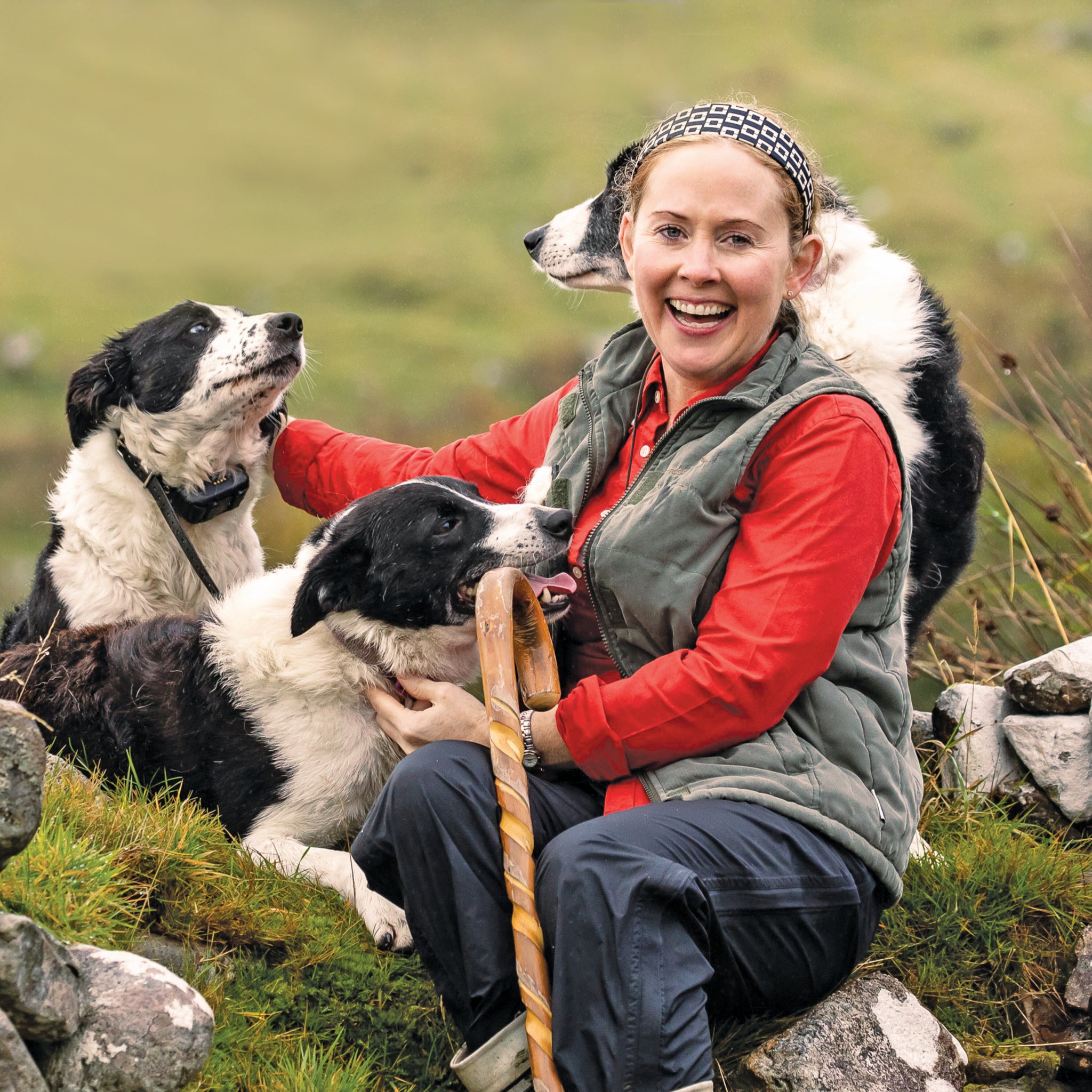 Sheep Dog Demo