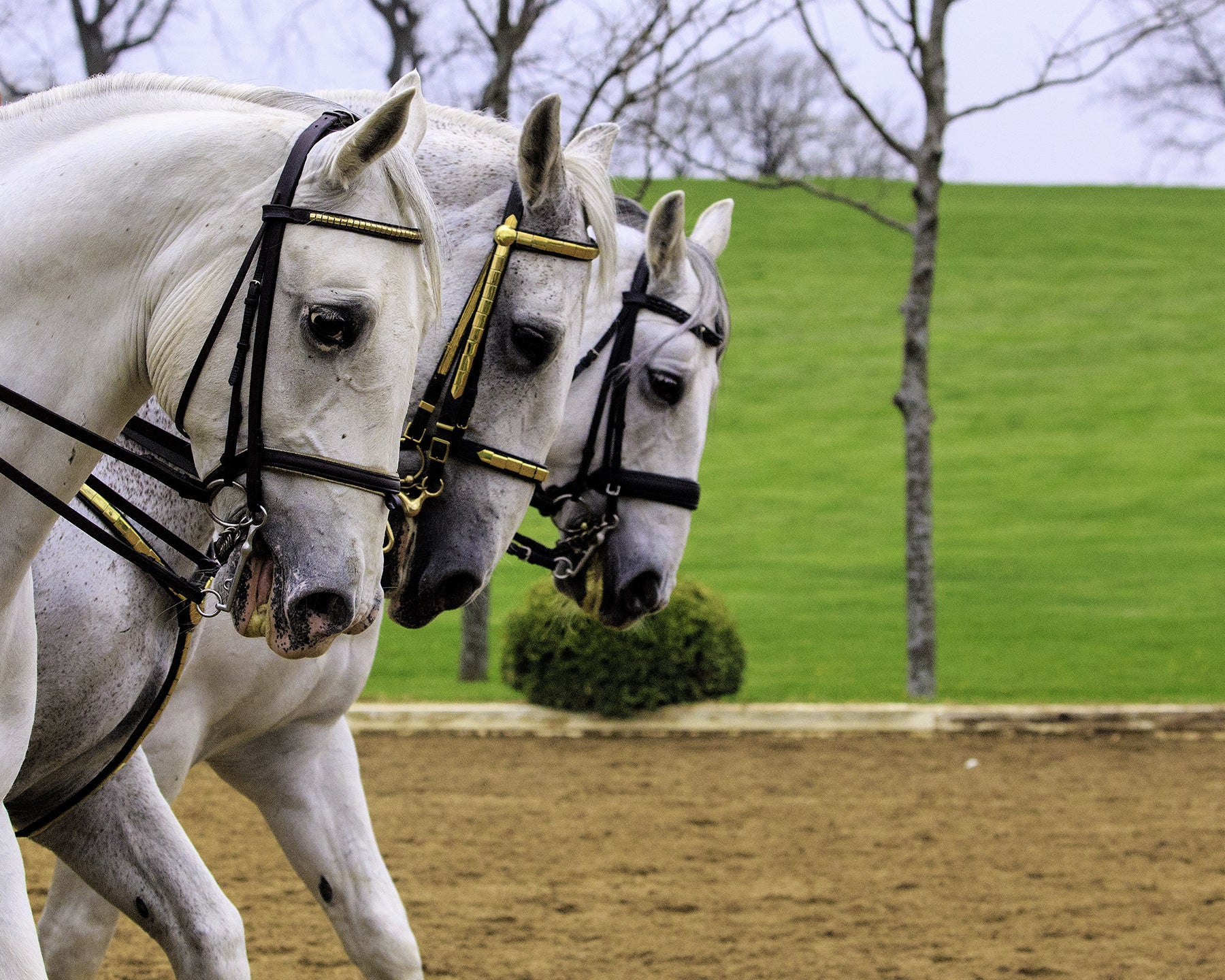 Lipizzaner Horses