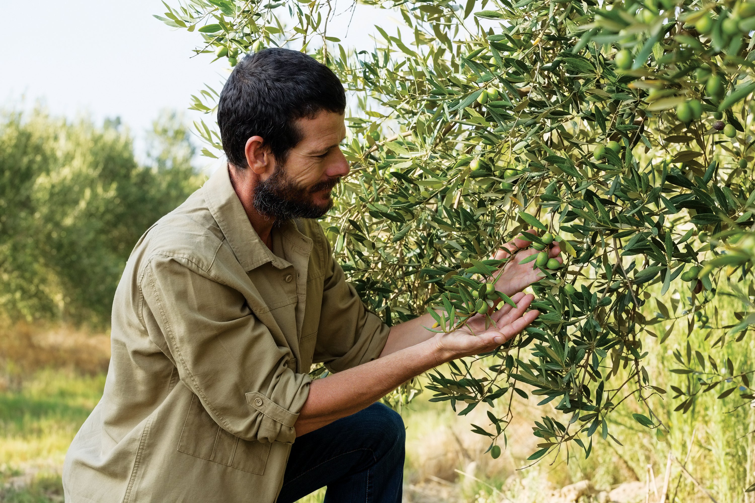 Olive Farm Tour