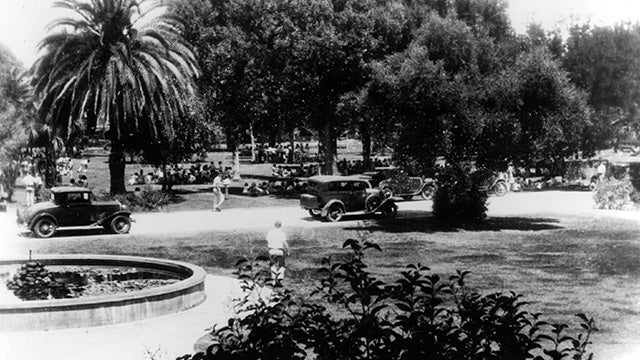 cards driving through palm trees